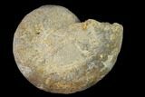 Bathonian Ammonite Fossil - France #152738-1